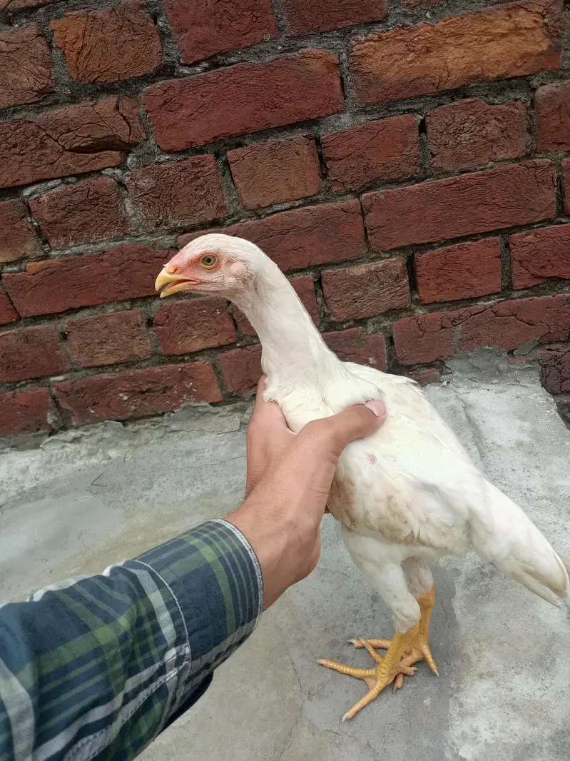 aseel shamo chicks Whatsapp number 03234852217 — photo 4