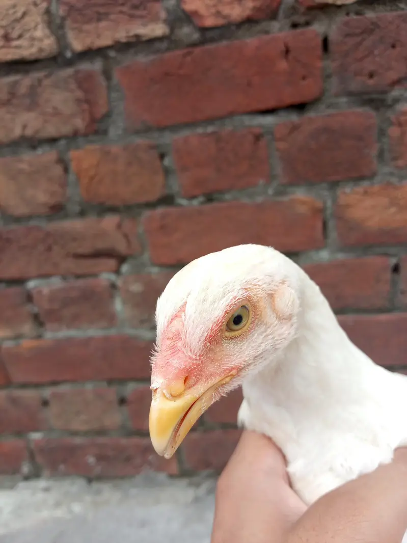 aseel shamo chicks Whatsapp number 03234852217 — photo 5