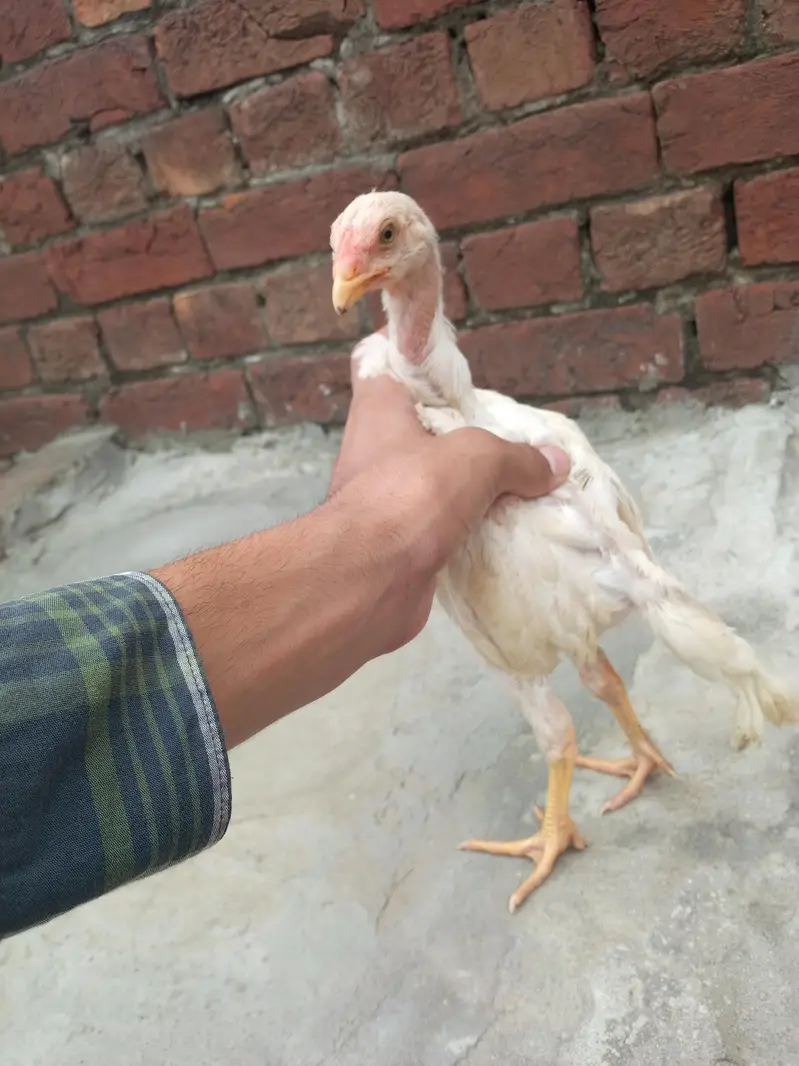 aseel shamo chicks Whatsapp number 03234852217 — photo 7