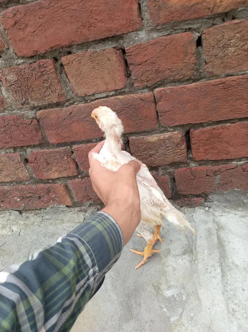 aseel shamo chicks Whatsapp number 03234852217 — photo 8