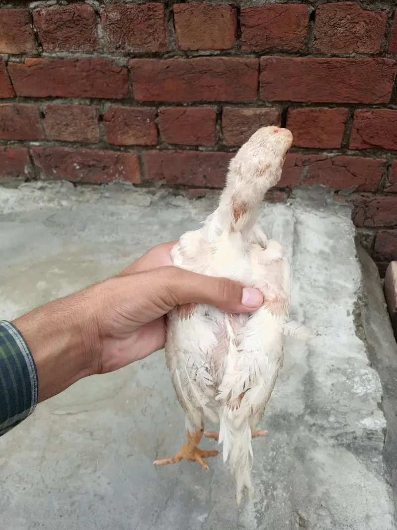 aseel shamo chicks Whatsapp number 03234852217 — photo 9