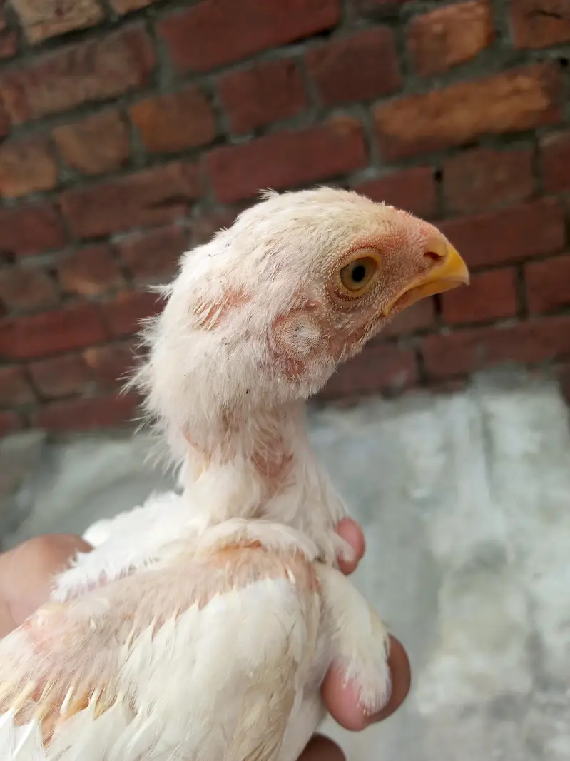 aseel shamo chicks Whatsapp number 03234852217 — photo 10