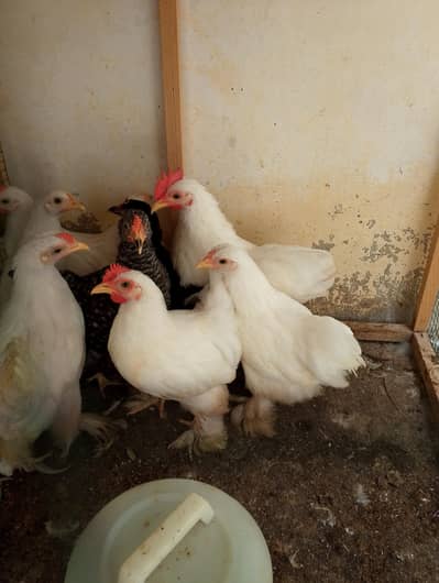 bantam hens sell
