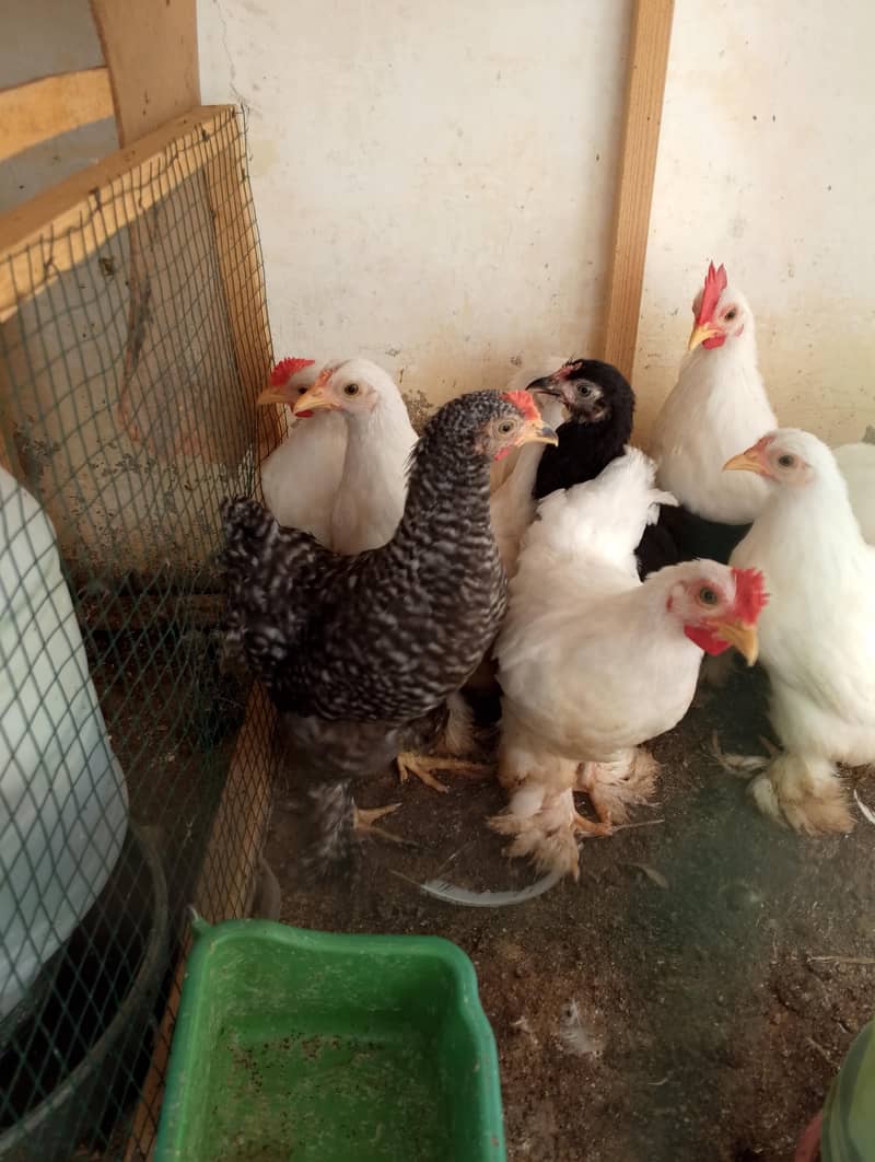 bantam hens sell 1