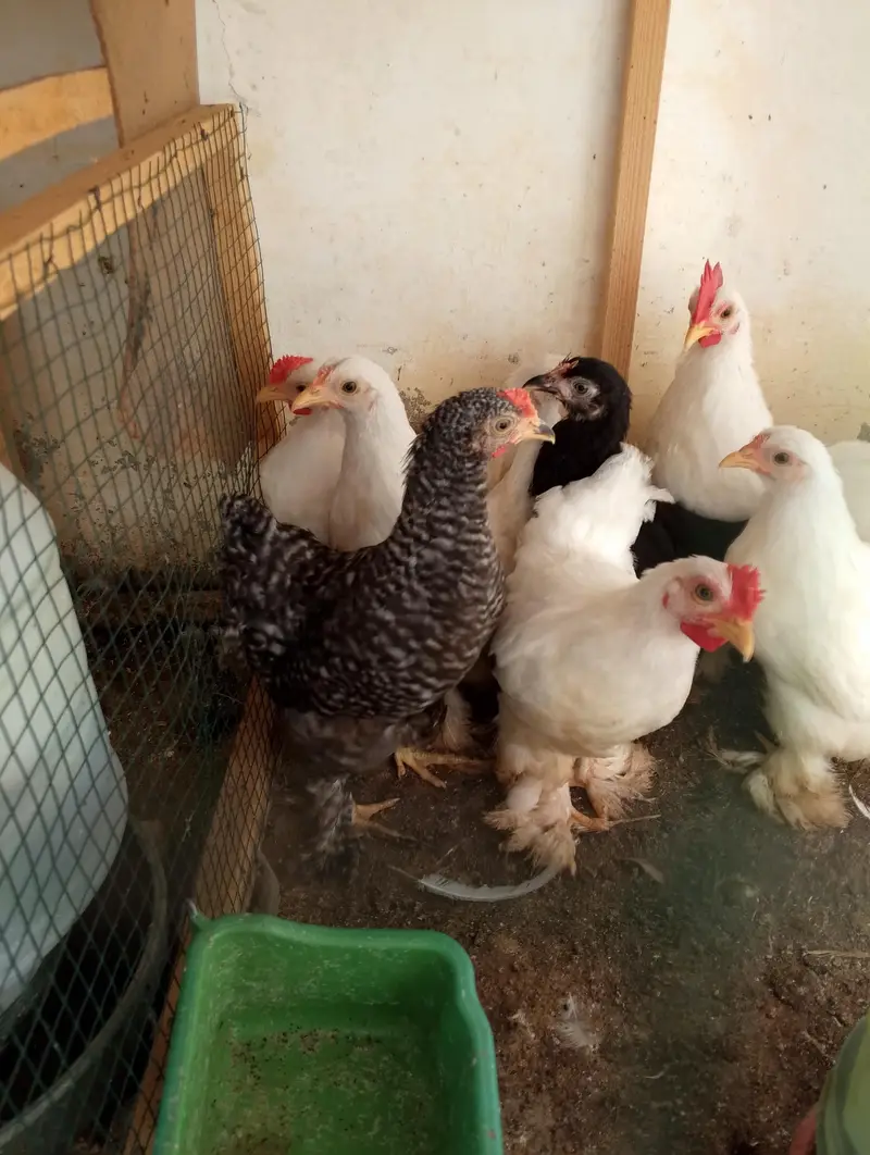 bantam hens sell — photo 2