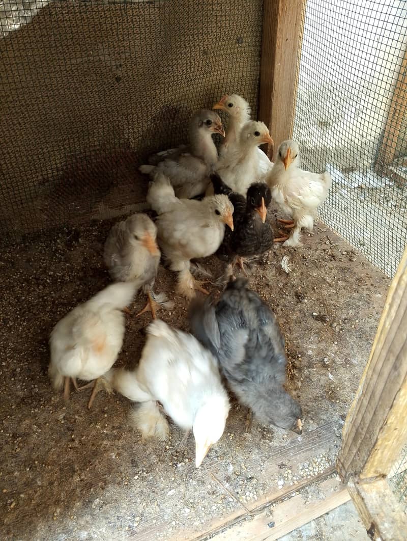 bantam hens sell 2
