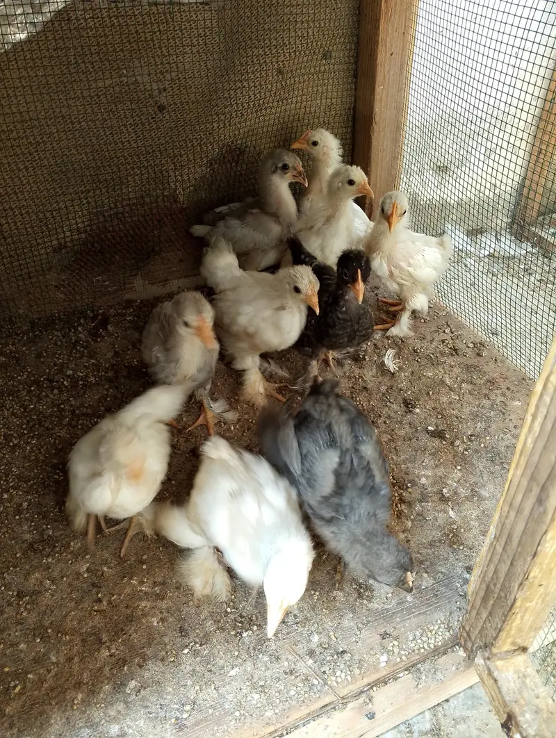 bantam hens sell — photo 3