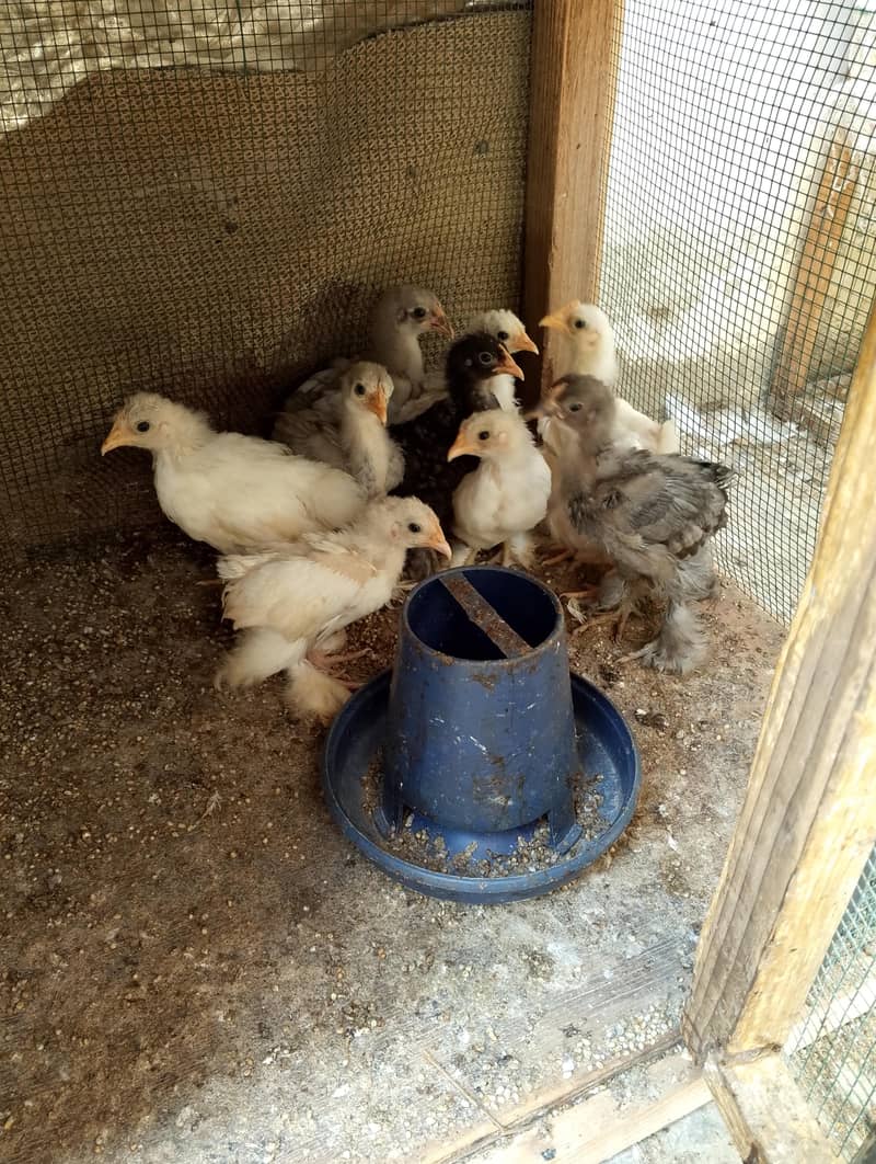 bantam hens sell 3