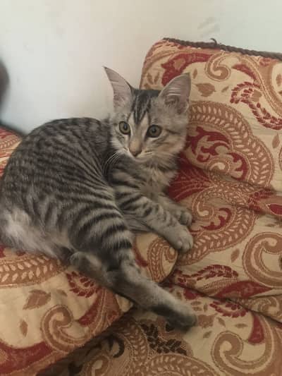 PERCIAN CAT FOR SALE