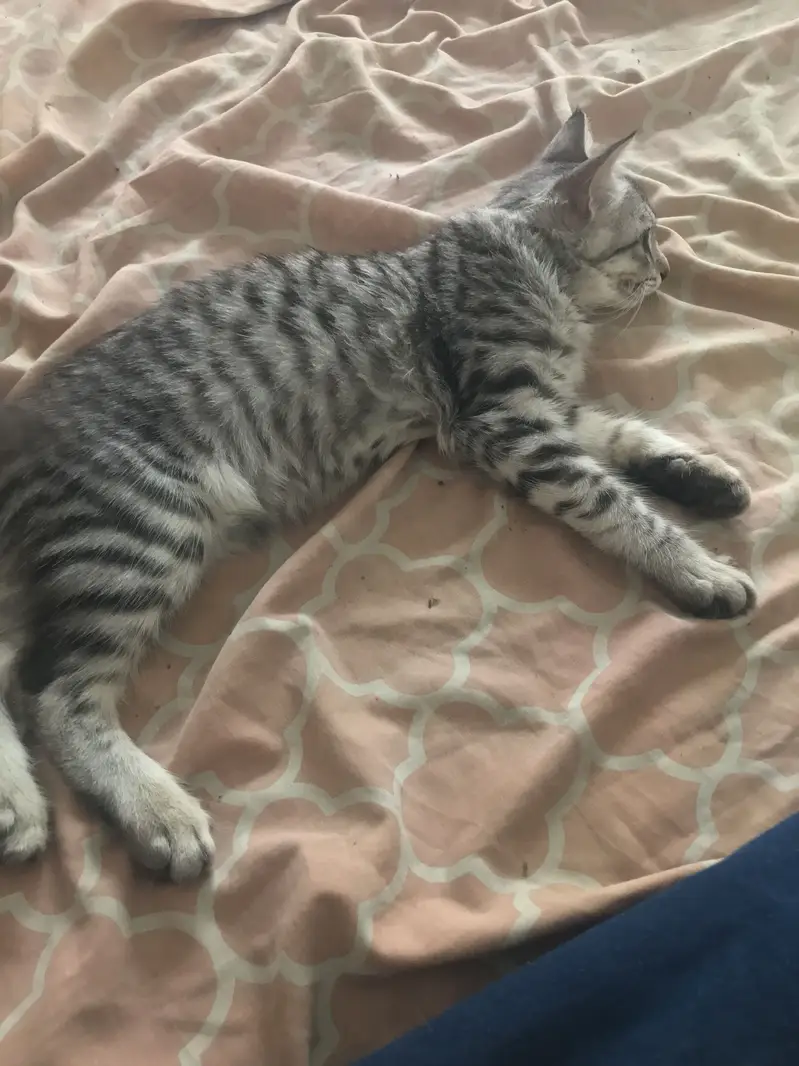 PERCIAN CAT FOR SALE — photo 2