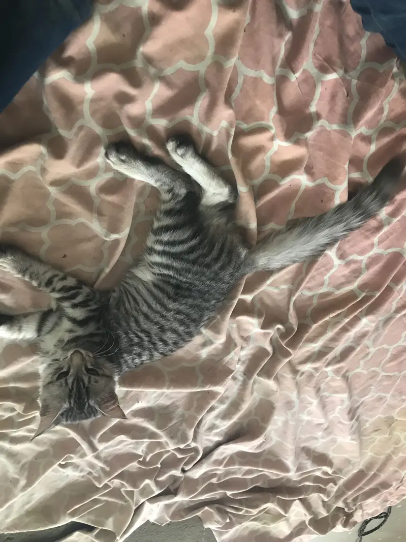 PERCIAN CAT FOR SALE — photo 3