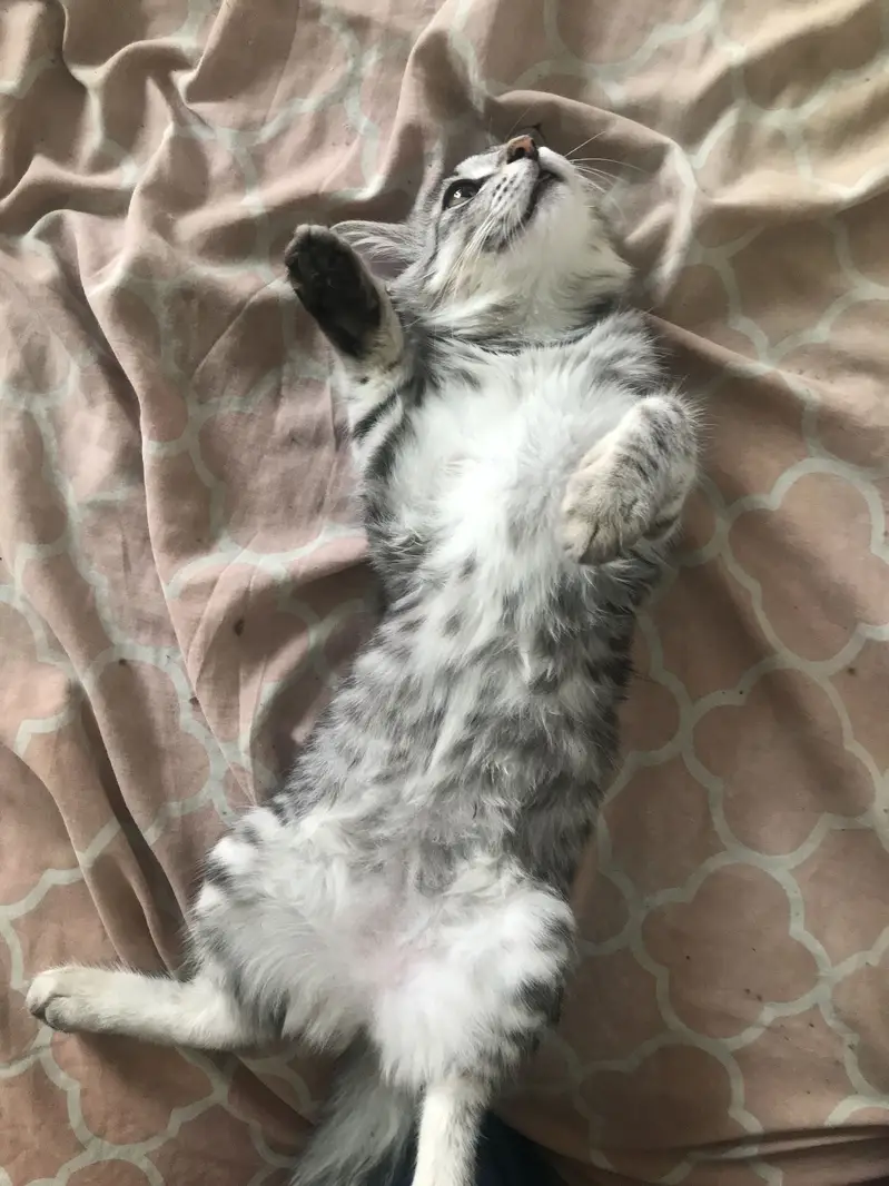 PERCIAN CAT FOR SALE — photo 4