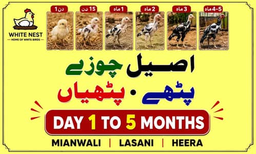 Aseel Chicks of Mianwali Lasani Lakha Jawa Mushka Heera, Light Sussex
