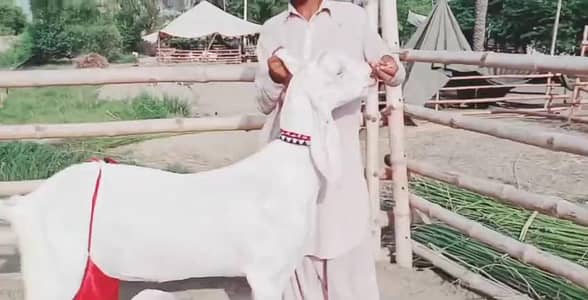2  bacchon wali bakri for sale call+03256811956