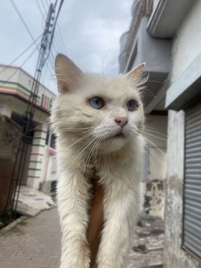 PERSIAN MALE CAT