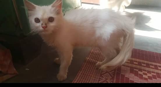cat sale