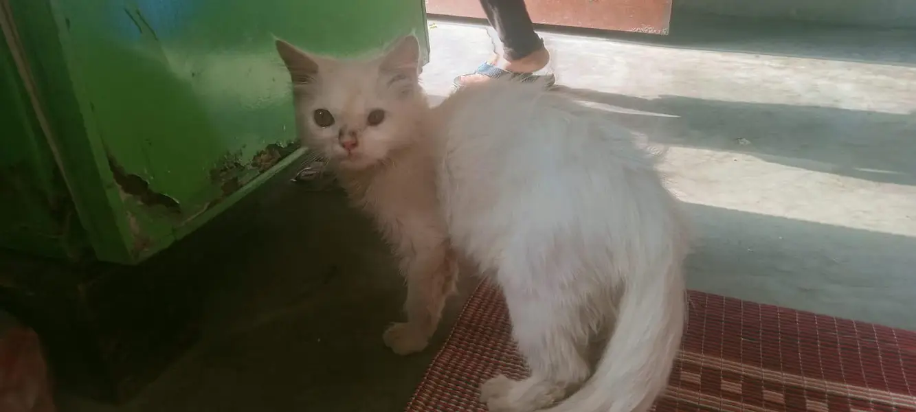 cat sale — photo 2