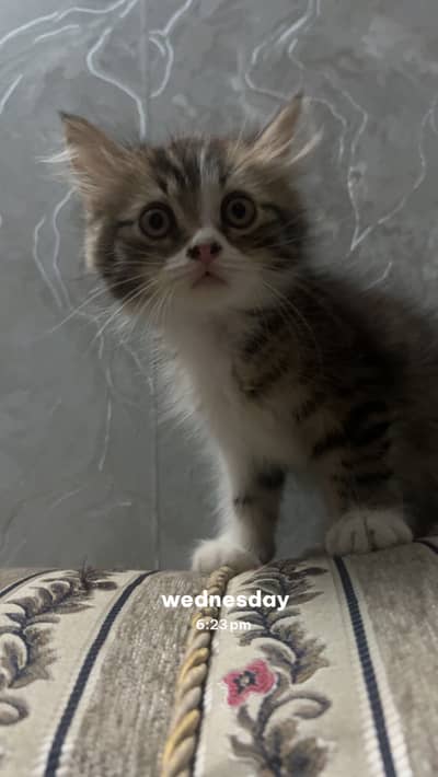 Persian Kitten | fluffy Coated | Fluffy Kittens | For Sale |