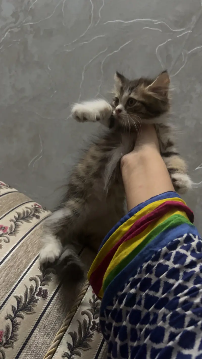 Persian Kitten | fluffy Coated | Fluffy Kittens | For Sale | — photo 2