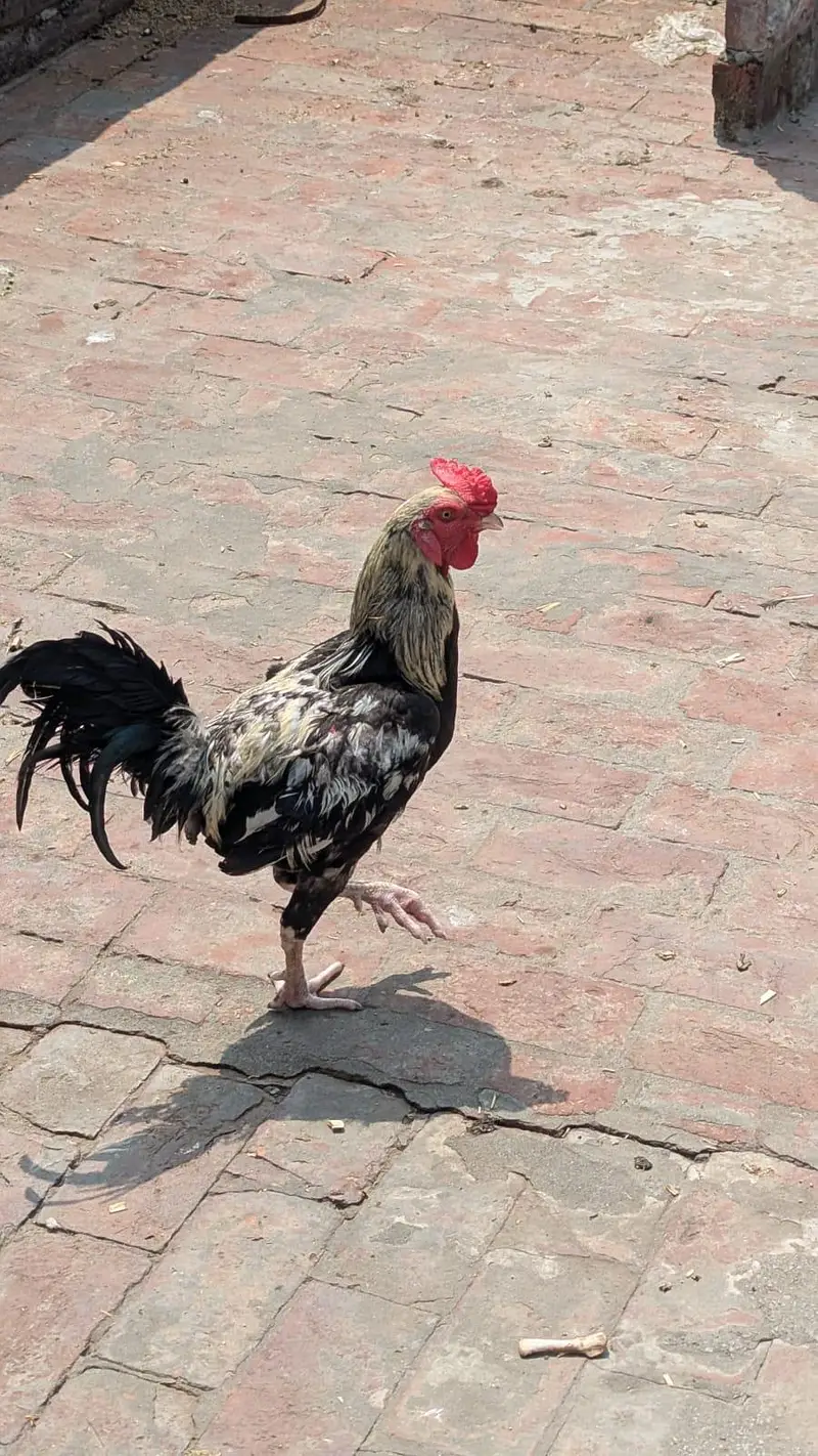 Pure Desi Aseel Murga — photo 2