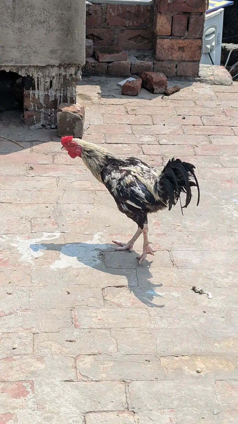 Pure Desi Aseel Murga — photo 3