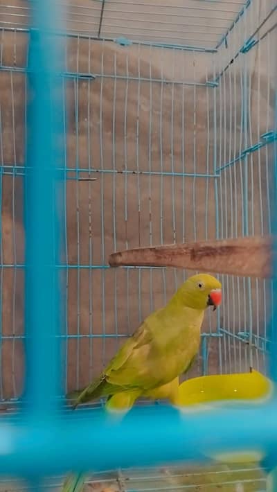 perrot sell