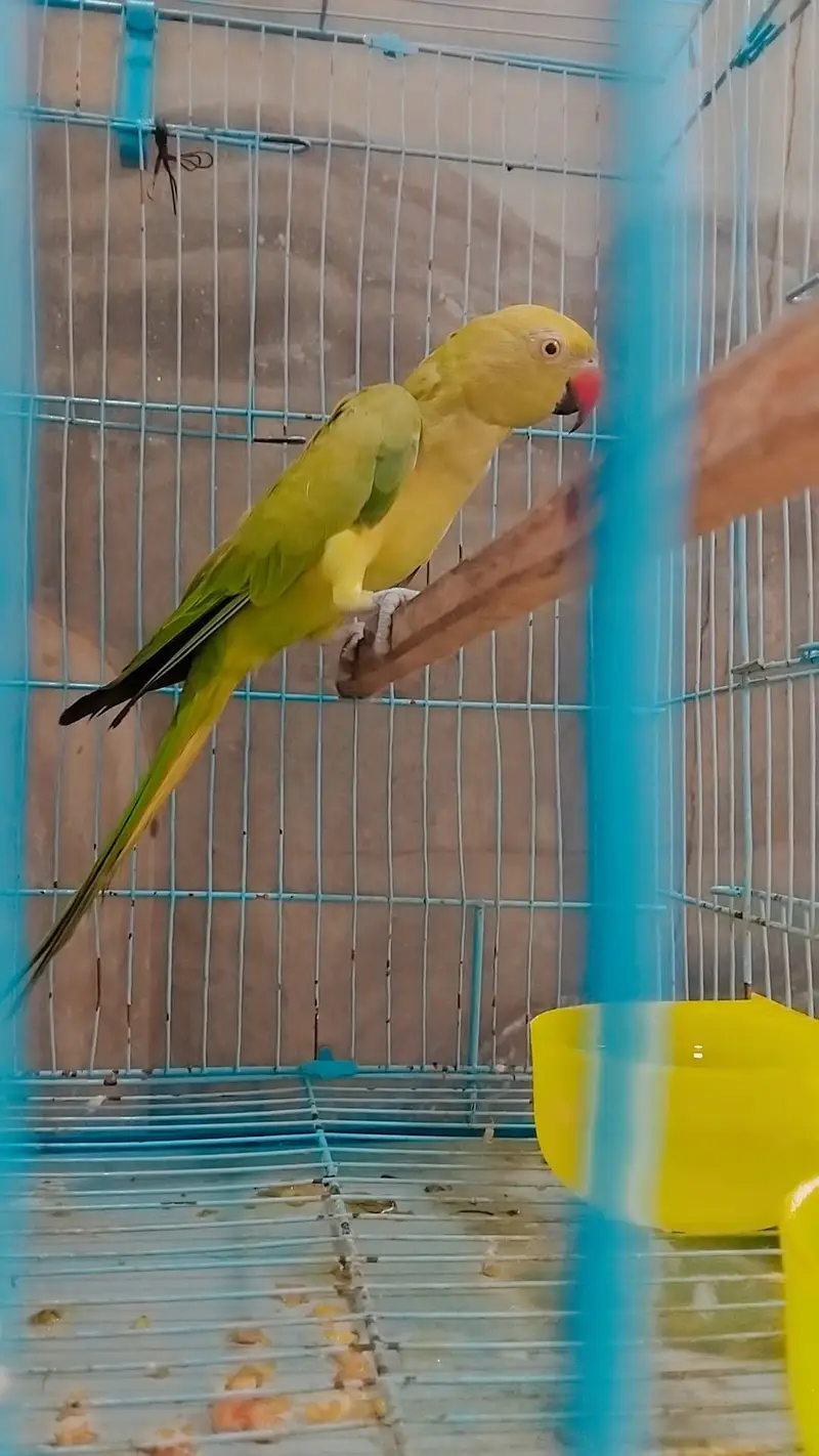 perrot sell — photo 3