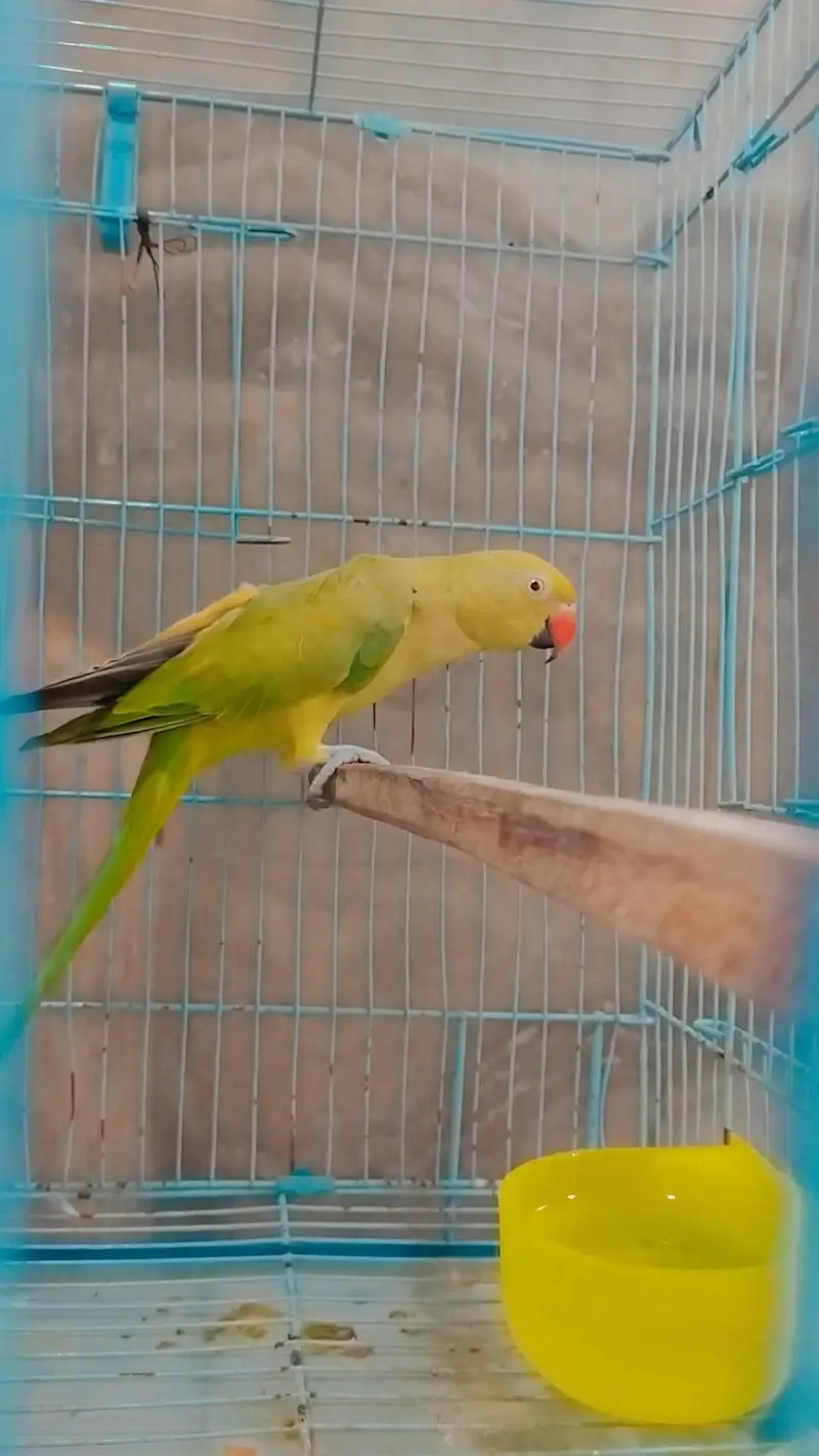 perrot sell — photo 4