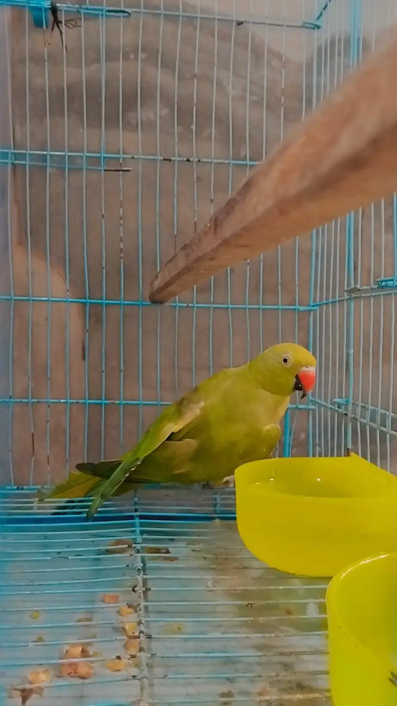perrot sell — photo 5