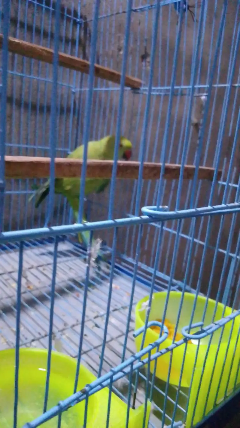 perrot sell — photo 6