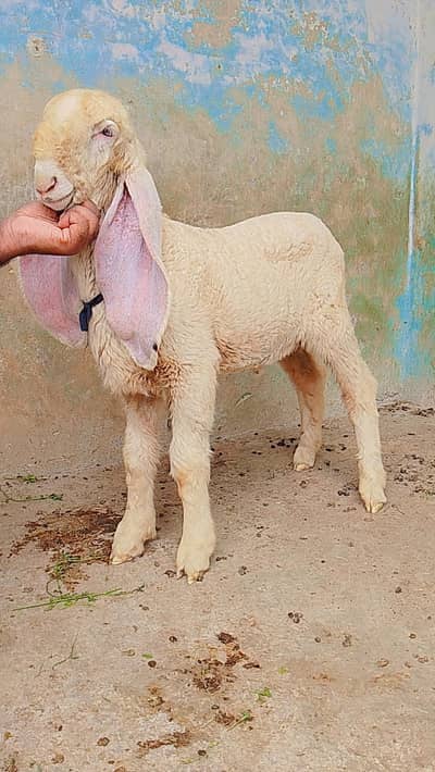 kakka ghulabi chatra male cargo all over Pakistan