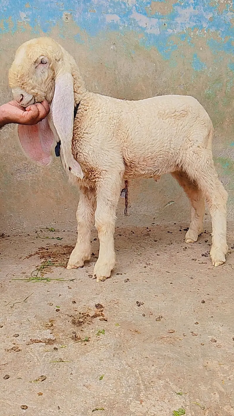 kakka ghulabi chatra male cargo all over Pakistan — photo 2