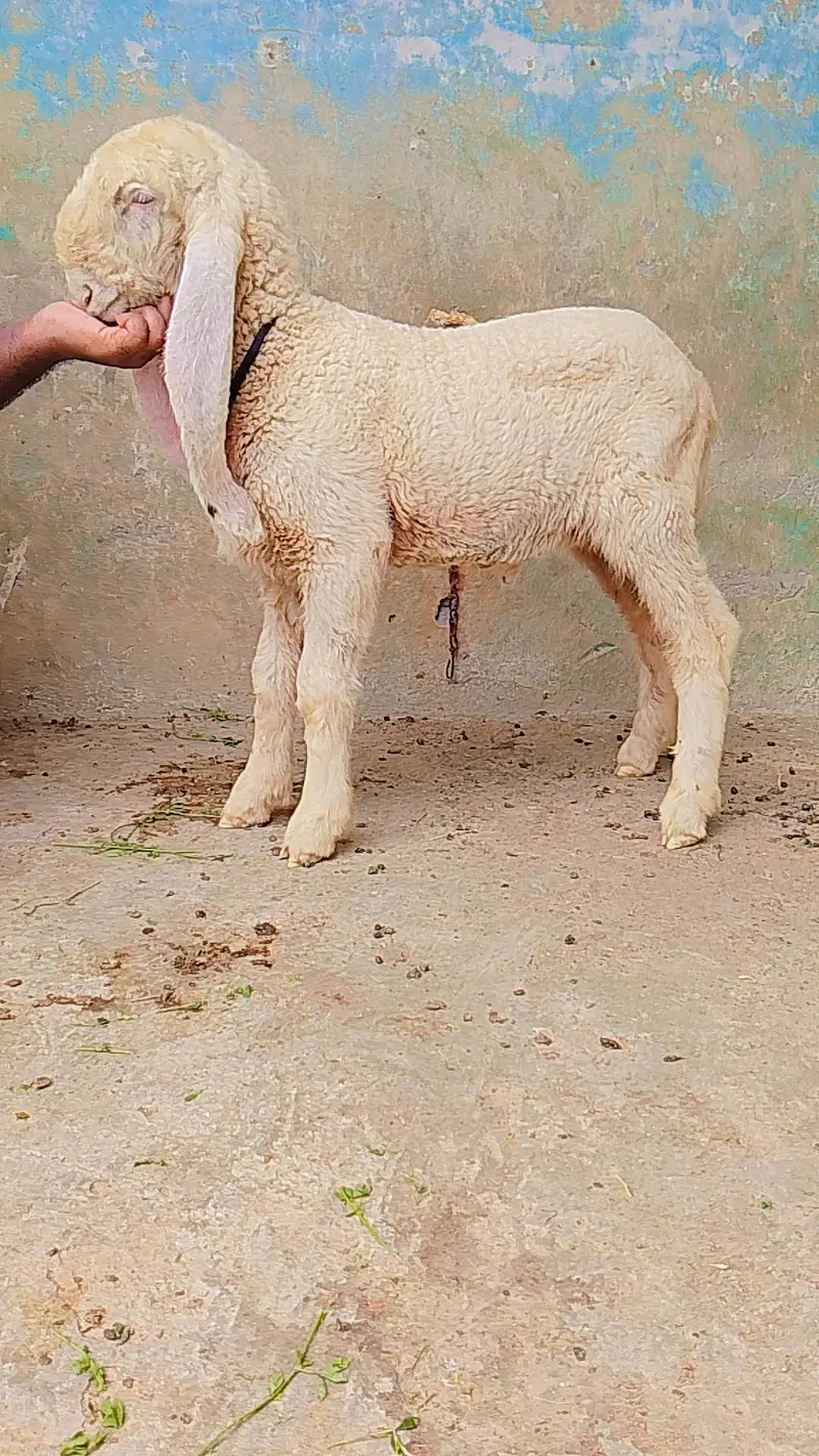 kakka ghulabi chatra male cargo all over Pakistan — photo 3