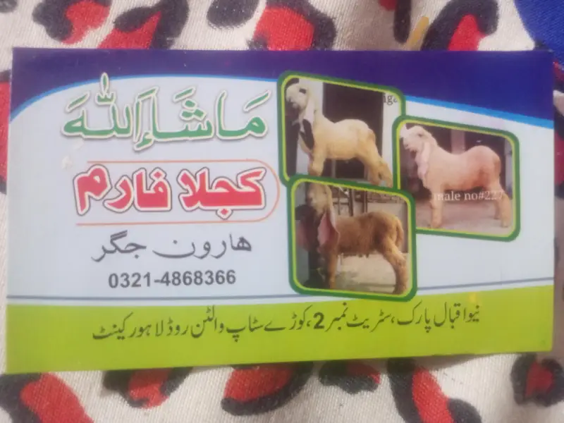 kakka ghulabi chatra male cargo all over Pakistan — photo 4