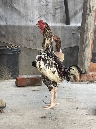 Aseel breeder male