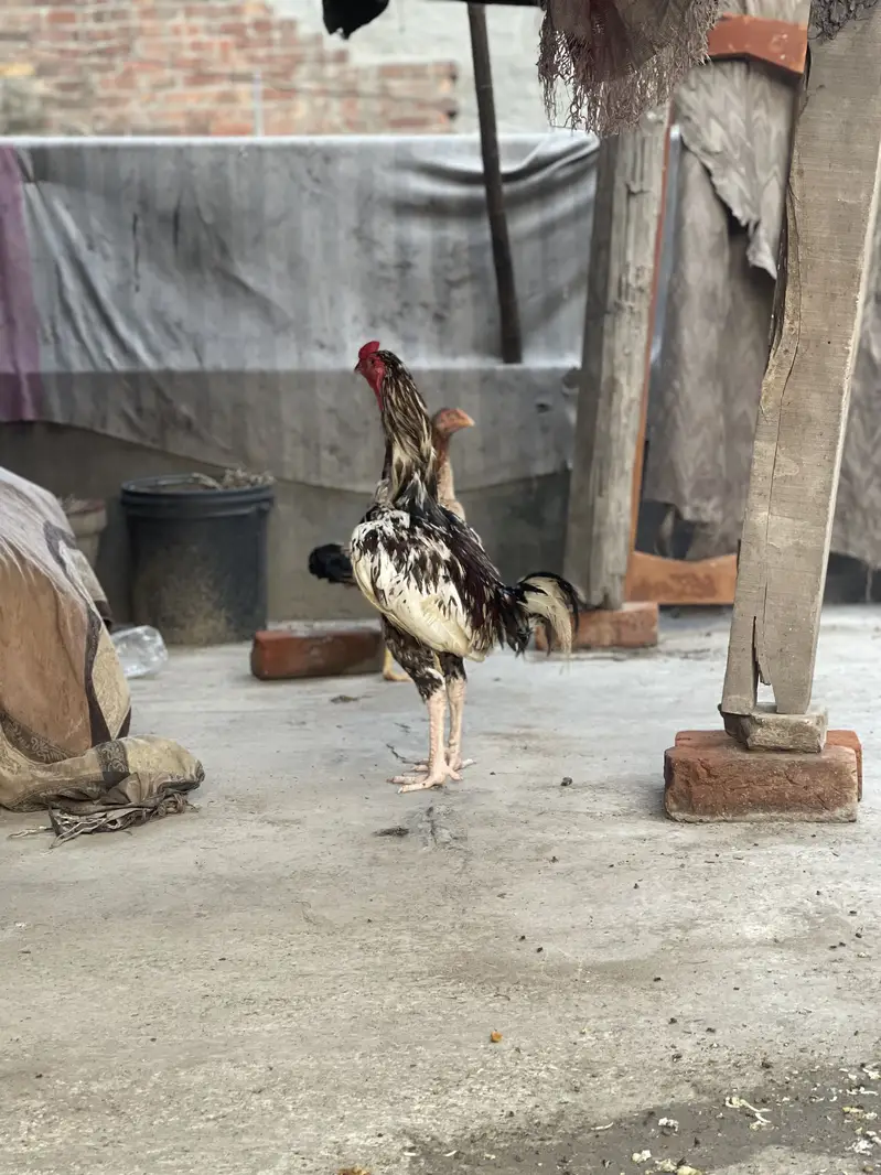 Aseel breeder male — photo 2