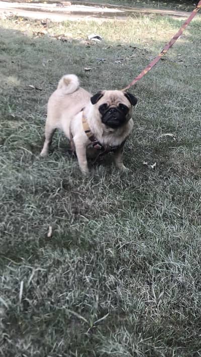 Breeder pug female Available for sale KCP pedigree