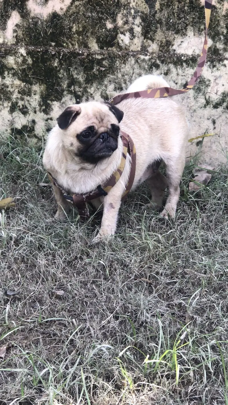 Breeder pug female Available for sale KCP pedigree — photo 2