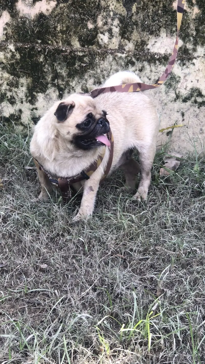 Breeder pug female Available for sale KCP pedigree — photo 3