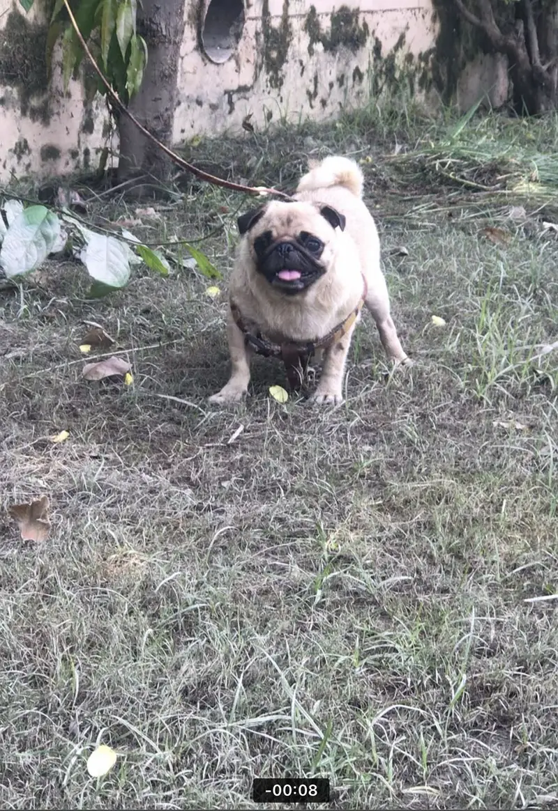Breeder pug female Available for sale KCP pedigree — photo 4