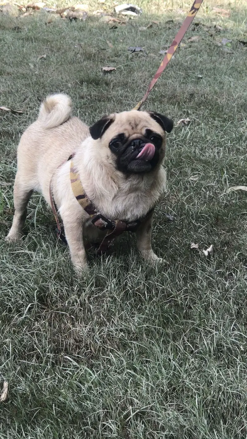 Breeder pug female Available for sale KCP pedigree — photo 5