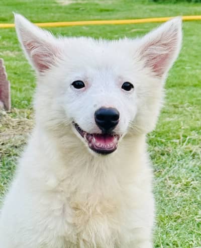 Russian puppy