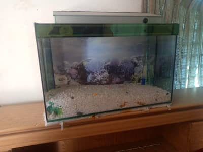FISH EQUIRIUM