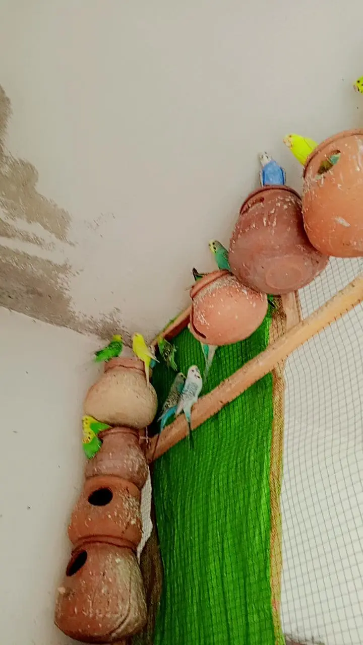 bagies for sale male female or pair  900 Sy 1500 tk price Hy — photo 2