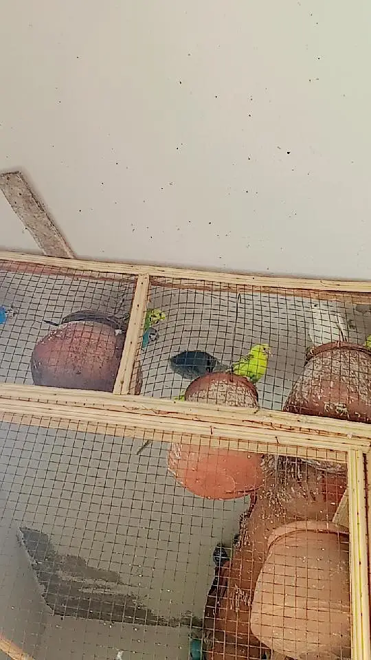 bagies for sale male female or pair  900 Sy 1500 tk price Hy — photo 6