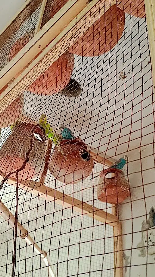 bagies for sale male female or pair  900 Sy 1500 tk price Hy — photo 7