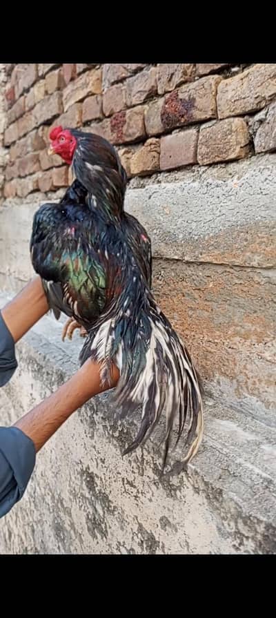 High quality lassani kana breeder available h
