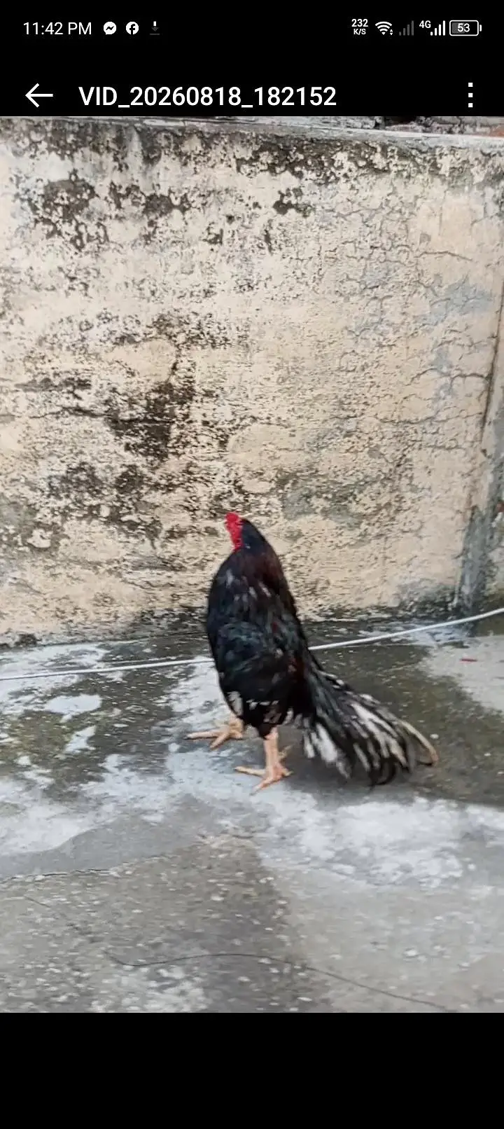 High quality lassani kana breeder available h — photo 2