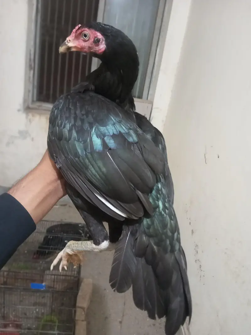 High quality lassani kana breeder available h — photo 3