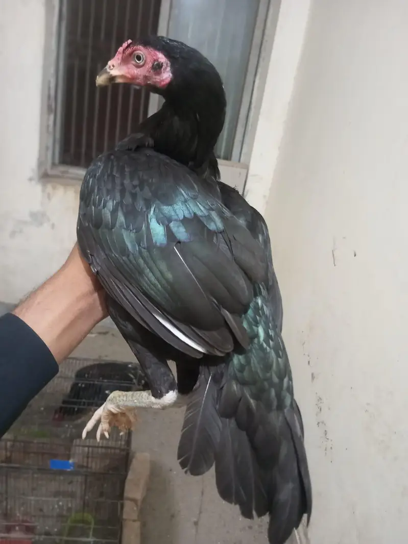High quality lassani kana breeder available h — photo 4